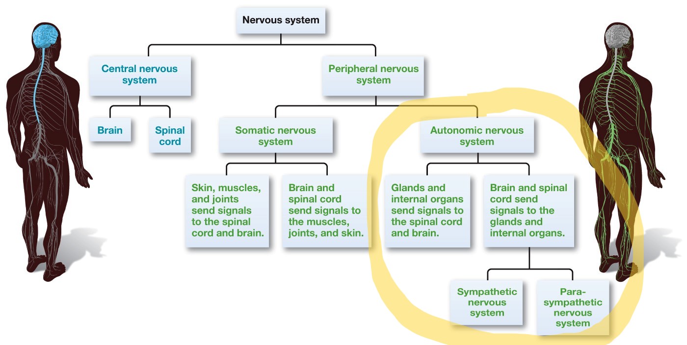 <p>A component of the peripheral nervous system; it transmits sensory signals and motor signals between the central nervous system and the body’s glands and internal organs.</p>