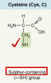 <p>Sulfur-containing (–SH) group</p>