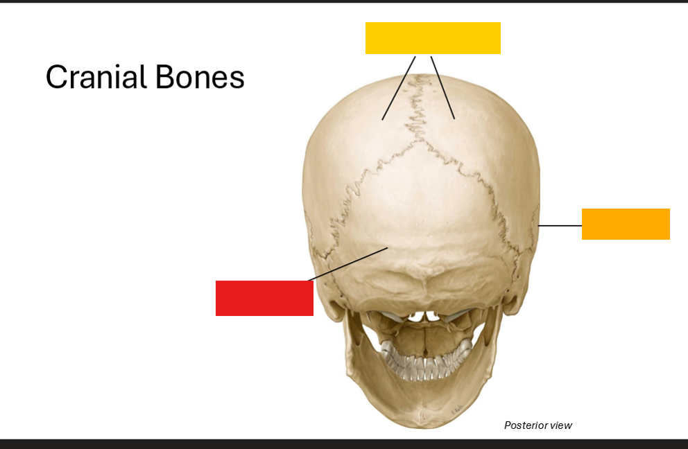 <p>Label the Cranial Bones</p>