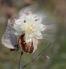 <p>Identify the weed</p>