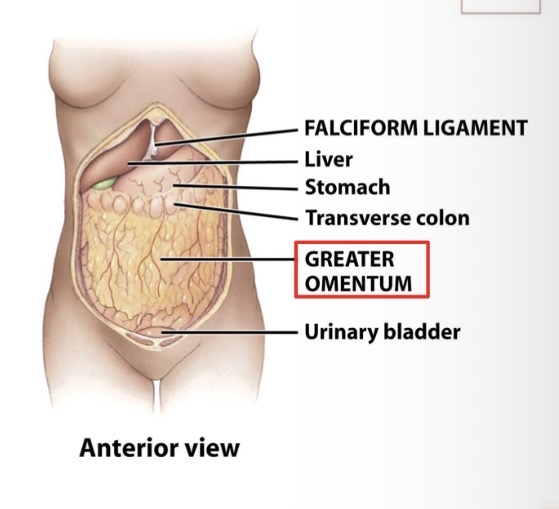 <p>Extends downward, anteriorly to small intestine.</p><p>Then, ascends again inserting in transverse colon.</p>