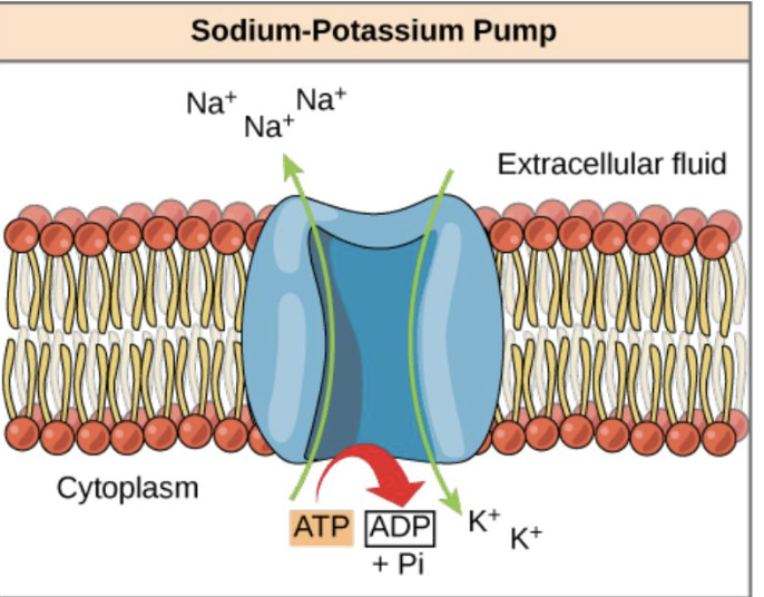 <ul><li><p>Maintain membrane potential through active transport</p><ul><li><p>it continuously pumps 3 sodium (Na+) out of the neuron and 2 potassium (K+) into the neuron</p></li></ul></li></ul><p></p>