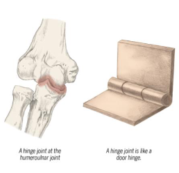 <ul><li><p>1 degree of freedom = flexion/extension </p></li><li><p>Primary hinge of elbow </p><ul><li><p>joint made of the articulation between the trochlea of humerus and trochlear notch of ulna </p></li><li><p>virtually no translation </p></li></ul></li></ul><p></p>