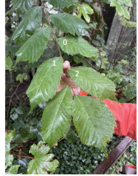 <p>What is the phyllotaxy of this Hazelnut tree?</p>