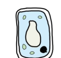 <p>Water potential inside and outside of the cell is equal, so not net movement of water</p><p>Its at equilibrium</p>