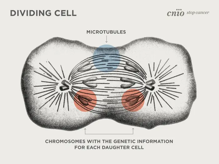 <p>Microtubules</p>