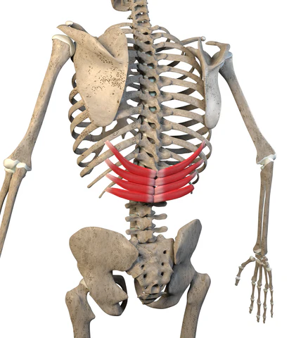 <p>What is this muscle?</p>