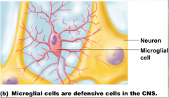 <p>extremely small glial cells that remove cellular debris from injured or dead cells</p>