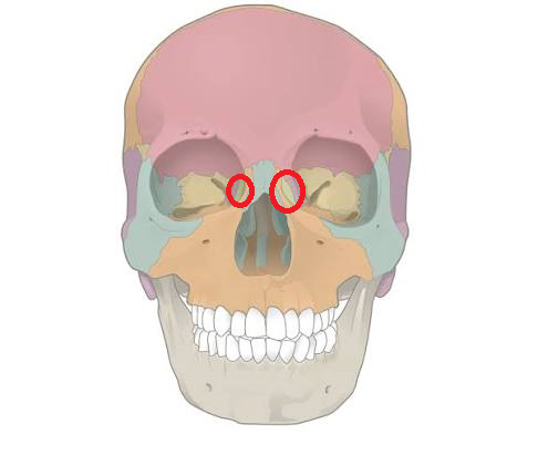 <p>What bone is this?</p>