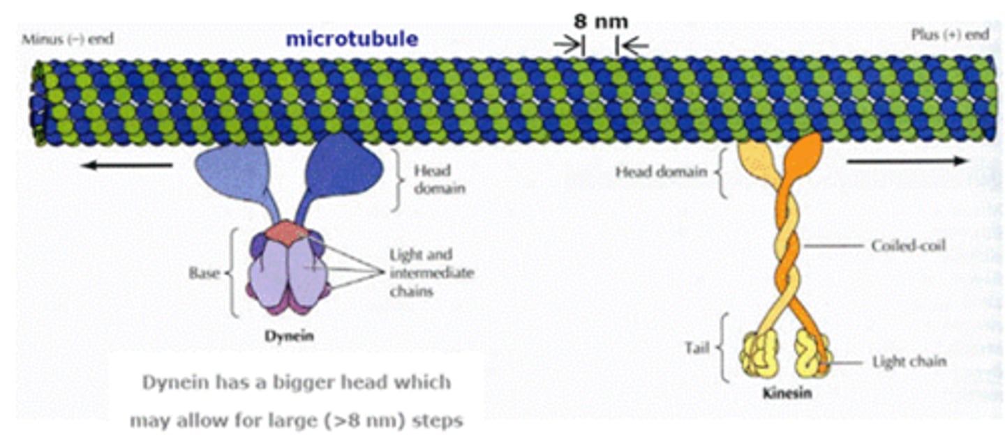<p>Motor protein associated with microtubules</p><p>Have two heads - one of which is always attached to the</p><p>Important for vesicular transport (often seen in neurotranmitter transport in axons)</p><p>Kinesins - Bring vesicles toward the positive end of the microtubule - synaptic terminus</p><p>Dynein - Bring vesicles toward the negative end of the microtubule - cell body</p>