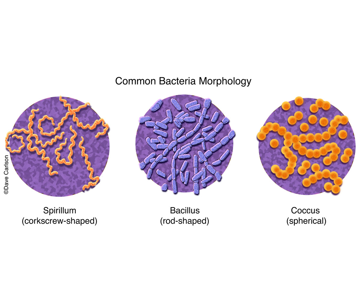 <p><strong>1. Coccus (plural: cocci)</strong></p><p><strong>Shape:</strong> Spherical or round<br><strong>Description:</strong></p><ul><li><p>Look like little dots or beads</p></li><li><p>Can appear alone or in characteristic arrangements</p><ul><li><p><strong>Diplococci</strong> — pairs</p></li><li><p><strong>Streptococci</strong> — chains</p></li><li><p><strong>Staphylococci</strong> — clusters (grape‑like)</p></li></ul></li></ul><p><strong>2. Bacillus (plural: bacilli)</strong></p><p><strong>Shape:</strong> Rod‑shaped<br><strong>Description:</strong></p><ul><li><p>Cylindrical, longer than they are wide</p></li><li><p>Arrangements include:</p><ul><li><p><strong>Diplobacilli</strong> — pairs</p></li><li><p><strong>Streptobacilli</strong> — chains</p></li><li><p><strong>Coccobacilli</strong> — very short rods that look almost round</p></li></ul></li></ul><p><strong>3. Spirillum (plural: spirilla)</strong></p><p><strong>Shape:</strong> Rigid spiral or corkscrew<br><strong>Description:</strong></p><ul><li><p>Spiral‑shaped with a stiff, helical form</p></li><li><p>Move using external flagella</p></li><li><p>Not to be confused with <strong>spirochetes</strong>, which are flexible spirals with internal flagella</p></li></ul><p></p>