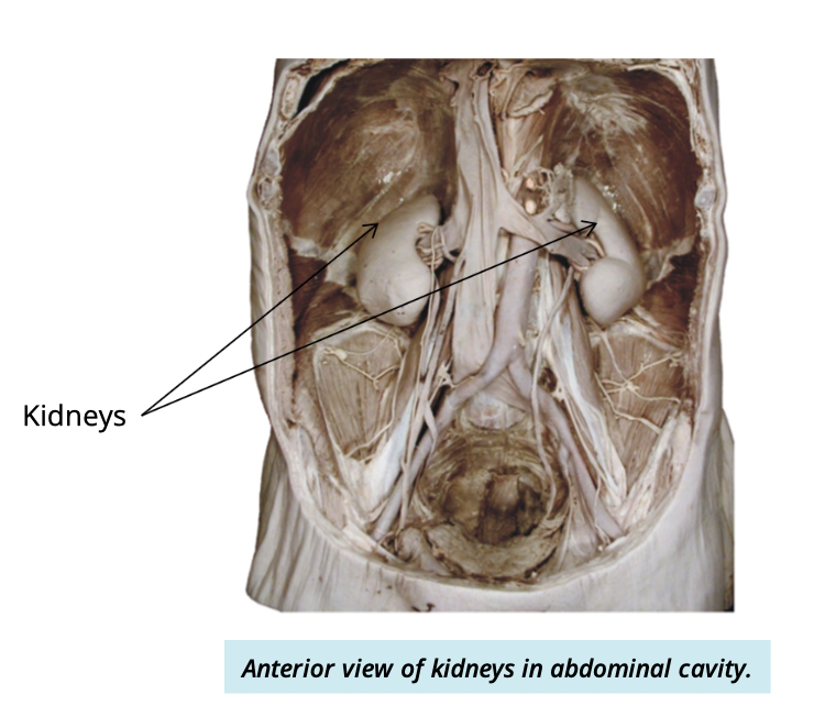 <ul><li><p>on either side of the spine (T12-L2) </p></li><li><p>against the posterior abdominal wall </p></li></ul><p></p>