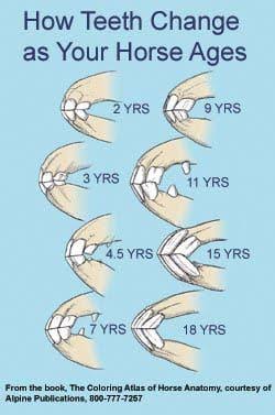 <p>Permanent middle incisors: first visible</p>