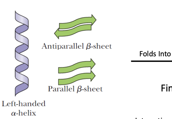 <p>Secondary Structure</p>