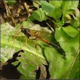 <p>Identify the insect and <strong>order</strong></p>