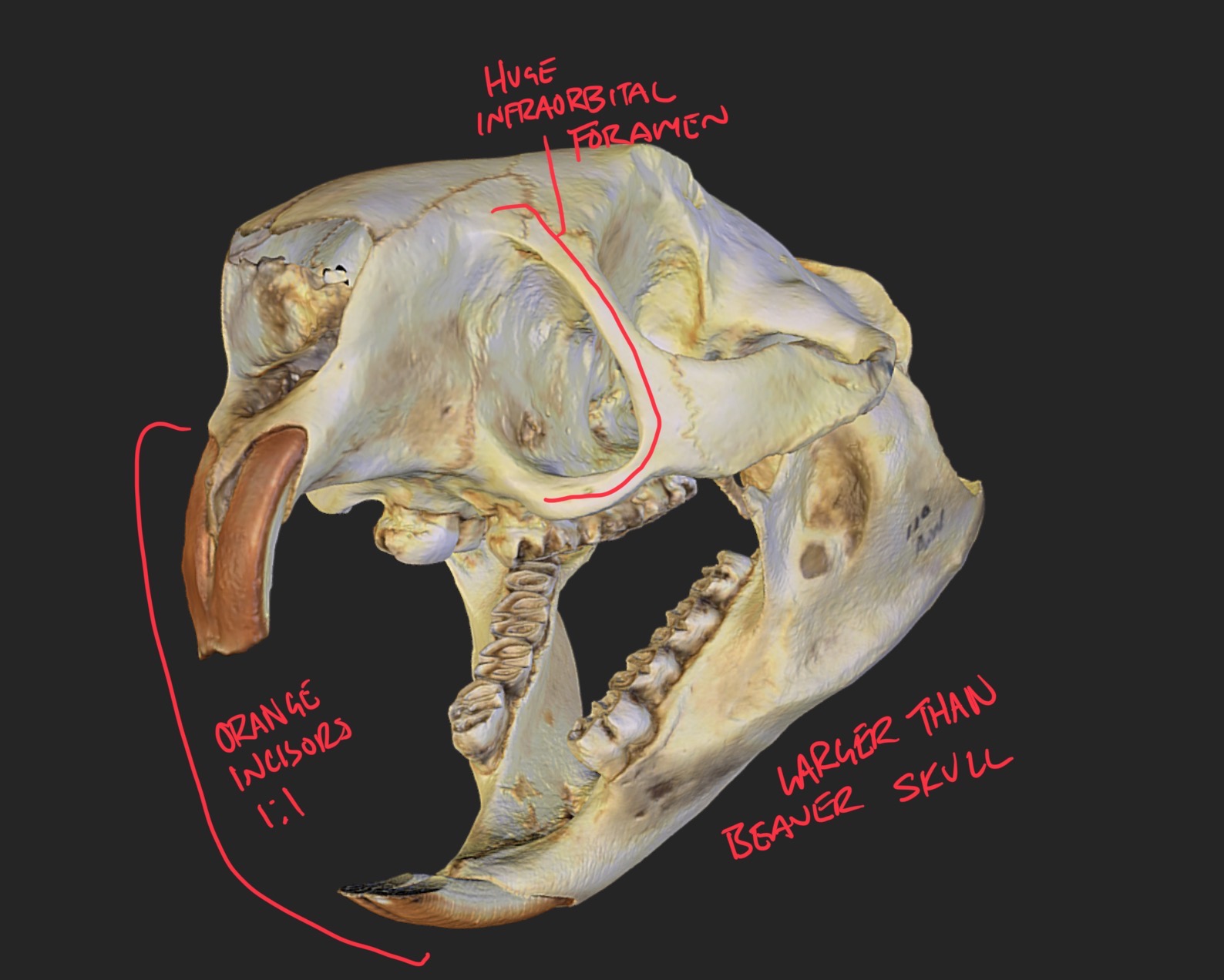 <p>Erethizontidae</p>