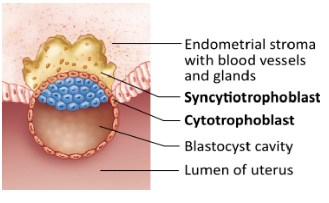 <p><span>What cellular area shown in the figure secretes human chorionic gonadotropin (hCG)?</span></p><table style="min-width: 25px;"><colgroup><col style="min-width: 25px;"></colgroup><tbody><tr><td colspan="1" rowspan="1" style="margin: 0px; padding: 0.3em; position: relative;"><p>embryoblast &nbsp; &nbsp; &nbsp; &nbsp;</p></td></tr><tr><td colspan="1" rowspan="1" style="margin: 0px; padding: 0.3em; position: relative;"><p>cytotrophoblast &nbsp; &nbsp; &nbsp; &nbsp;</p></td></tr><tr><td colspan="1" rowspan="1" style="margin: 0px; padding: 0.3em; position: relative;"><p>the entire blastocyst &nbsp; &nbsp; &nbsp; &nbsp;</p></td></tr><tr><td colspan="1" rowspan="1" style="margin: 0px; padding: 0.3em; position: relative;"><p>syncytiotrophoblast &nbsp; &nbsp; &nbsp; &nbsp;</p></td></tr></tbody></table><p></p>