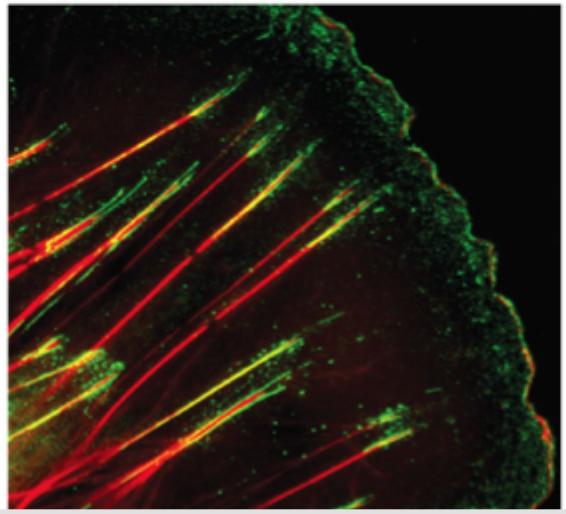 <p>Hvad kræves for dannelse af fibronectin-fibriller i ECM?</p>