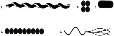 <p><span>Which drawing in Figure 4.1 represents a bacillus?</span></p>