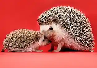 <p>(small mammals)</p>