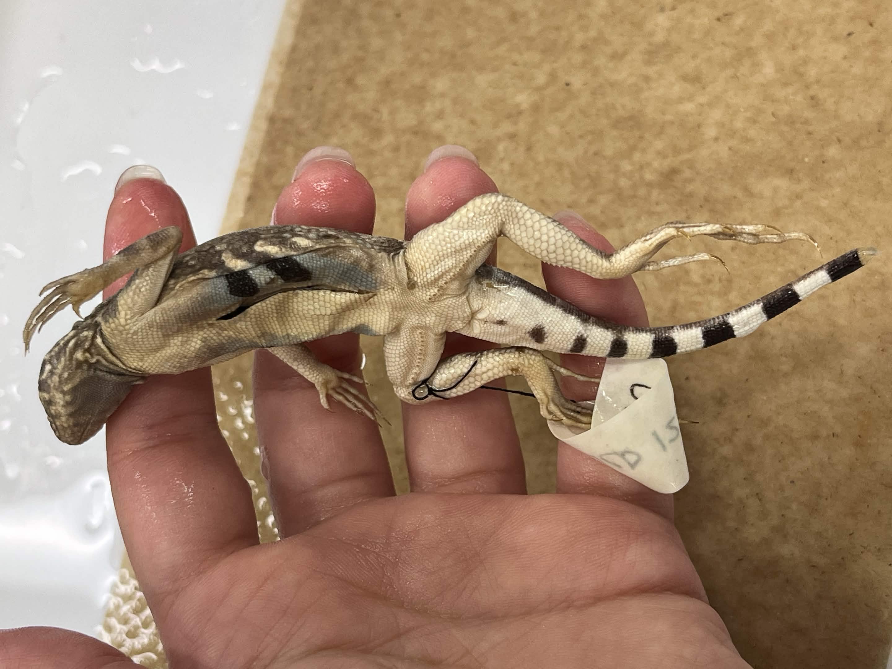 <p>Family + Species?</p><ul><li><p>Pug-like face</p></li><li><p><strong>Thin black/white underside tail</strong></p></li><li><p>Long toes</p></li></ul><p></p>