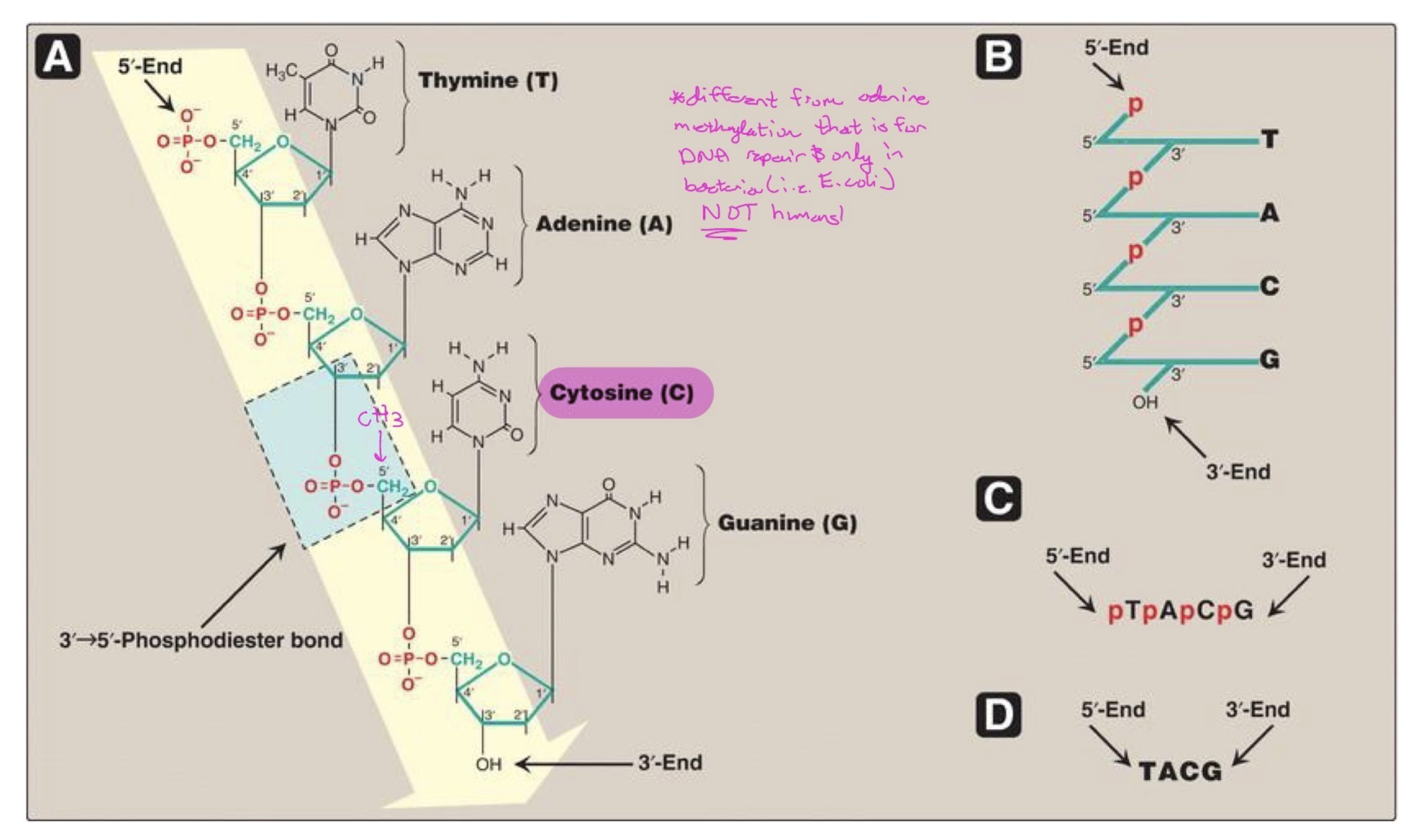 <p>methylation = gene repression </p><p>What gets methylated?</p><p>DNA methylation, in the context of gene regulation, is the covalent attachment of a methyl group to the C5 position of the cytosine pyrimidine ring of a CpG dinucleotide in the DNA. CpG dinucleotides consist of a cytosine bound to a guanine by a phosphodiester bond, rather than CG base-pairing.</p><p>DNA methylation is important for normal embryonic development and for normal functioning of adult organism. DNA methylation covers most of the genome, but it is found predominantly in repetitive regions of the genome, such as satellite DNA and transposable elements [including long interspersed elements (LINES) and short interspersed elements (SINES)]. DNA methylation is also found, to a lesser extent, at imprinted genes.</p><ul><li><p>Heterochromatin (not expressed) is heavily methylated, resulting in tight packing.</p></li><li><p>Euchromatin (expressed) contains much less methylation and is more loosely packed.</p></li></ul><p></p>