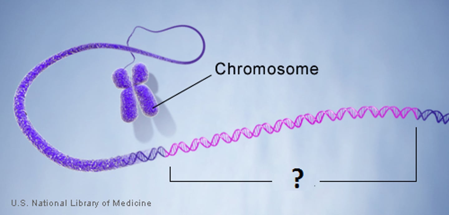 <p>A section of DNA that codes for a protein.</p>