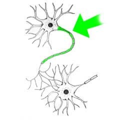 <p>A threadlike extension of a neuron that carries nerve impulses away from the cell body.</p>