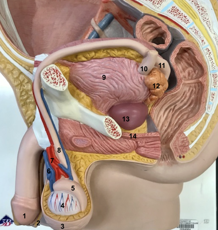 <p>4 and function</p>