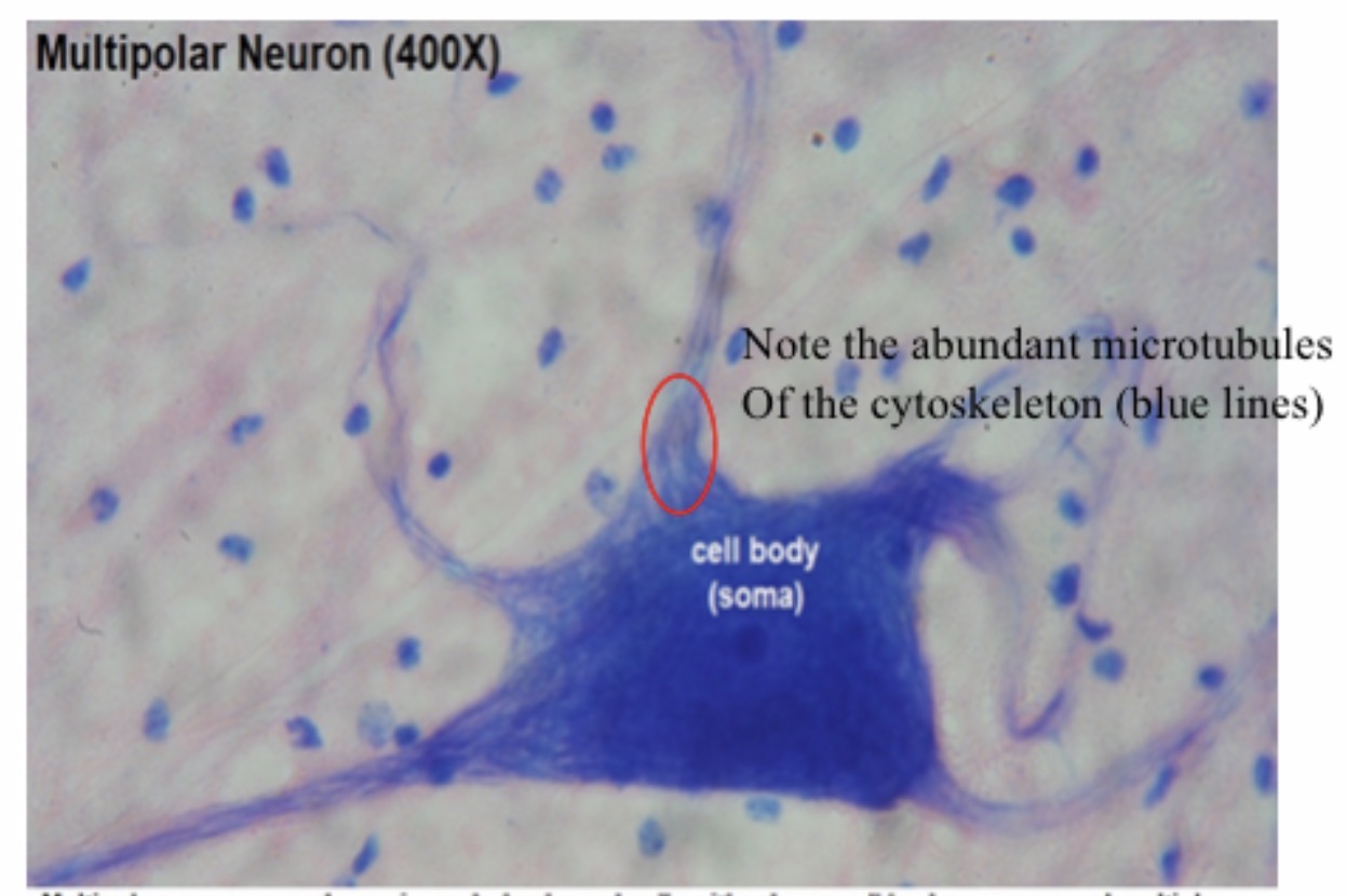 <p>Multipolar Neuron : Function : Transmits nerve impulses between the brain, spinal cord, muscles, and glands.</p>