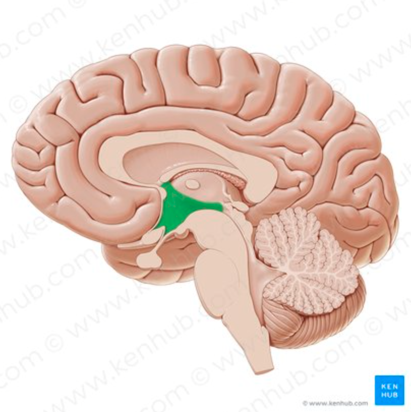 <p>What SPECIFIC REGION controls thirst and hunger?</p>