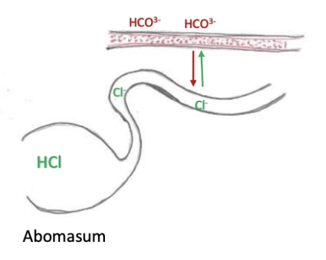 <p><u>Causes:</u></p><ol><li><p>Abomasal outflow obstruction (eg. LDA or RDA)</p></li><li><p>Proximal intestinal obstruction</p></li></ol><p><u>Electrolytes:</u></p><ol><li><p>Hypokalaemia</p></li><li><p>Hypochloraemia (>30mEq/L = Abomasal reflux)</p></li><li><p>Metabolic alkalosis</p></li></ol><p>Opposite results (acidosis and hyperkalaemia) = Decompensation and poor prognosis</p><p><u>Pathogenesis:</u></p><ul><li><p><strong>Normal:</strong> Cl- from abomasal lumen exchanged for HCO3- in blood → Cl- enters circulation and HCO3- enters abomasum to buffer H+</p></li><li><p><strong>Obstructed abomasal outflow:</strong> Cl- cannot be absorbed into blood (hypochloraemia) and HCO3- remains in blood (alkalosis)</p></li></ul><p></p>