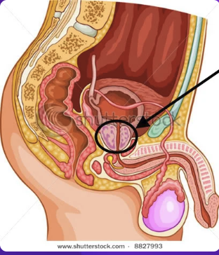<p>what is the black arrow pointing to?</p>