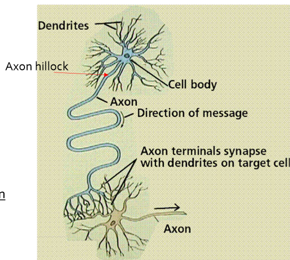 <p>What is the trigger zone, and why is it specialized for action-potential initiation?</p>