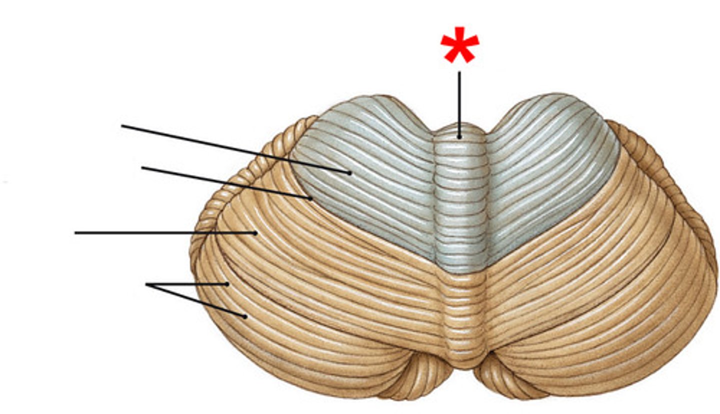 <p>It connects the 2 cerebellar hemispheres.</p>