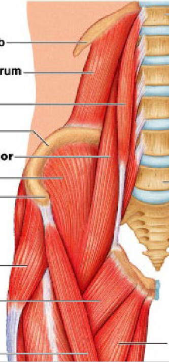 <p>iliacus</p>