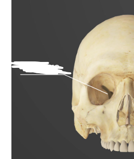 <p>Narrow, slit-opening</p>