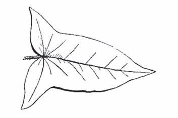 <p>A spear-shaped leaf with two basal lobes that stick out, and edges dip back in towards the midvein.</p>