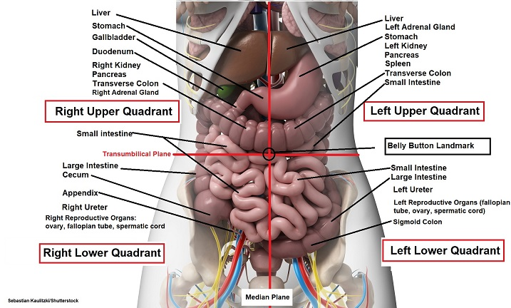<p>The space bounded by the abdominal walls, diaphragm, and pelvis and containing most of the organs of digestion, the spleen, the kidneys, and the adrenal glands.</p><ul><li><p><strong>Right Upper Quadrant</strong>: Liver, stomach, gallbladder, duodenum, right kidney, pancreas, and the right adrenal gland.</p></li><li><p><strong>Left Upper Quadrant</strong>: Liver, stomach, pancreas, left kidney, spleen, and the left adrenal gland.</p></li><li><p><strong>Right Lower Quadrant</strong>: appendix, reproductive organs, right ureter.</p></li><li><p><strong>Left Lower Quadrant</strong>: left ureter, reproductive organs</p></li><li><p><strong>NOTE: All four quadrants </strong>contain portions of the small and large intestines.</p></li></ul><p></p>