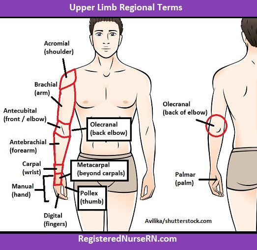 <p>Brachial (upper arm), antecubital (front of elbow), olecranal (back of elbow), antebrachial (forearm), carpal (wrist), palmar (palm), dorsum (back of hand), digital (fingers)</p>
