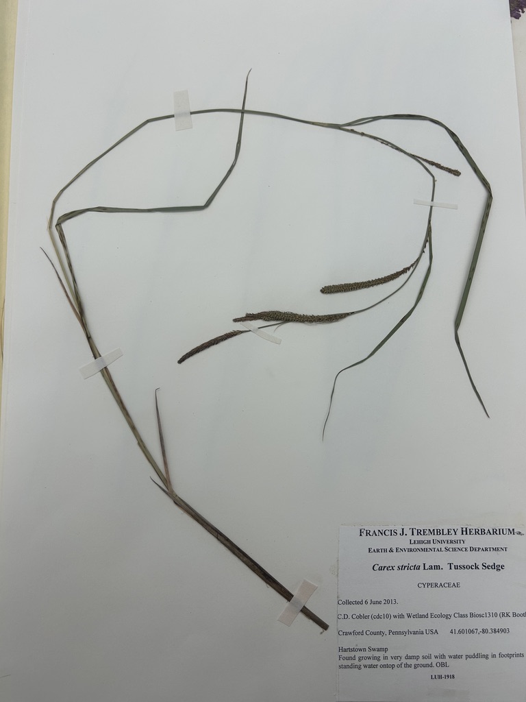 <p>Tussock sedge</p>