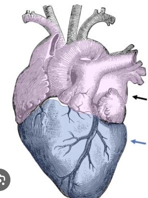 <p>Identify the light purple area?</p>