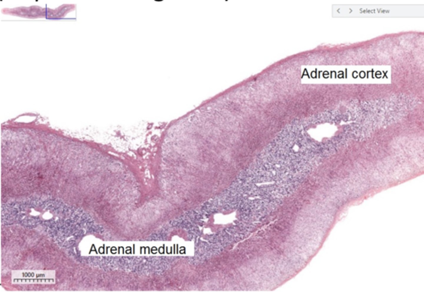 <p>Identify the organ</p>