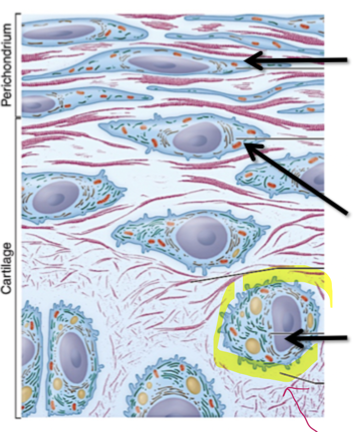 <p>Fibroblast-like cells </p><ul><li><p>edge of cartilage from a dense CT layer called perichondrium </p></li><li><p>proliferate to produce chondroblasts </p></li></ul><p>Chondroblasts </p><ul><li><p>acts as progenitors </p></li><li><p>proliferate and differentiate into chondrocyte </p></li></ul><p>Chondrocyte </p><ul><li><p>mature cartilage cells </p></li><li><p>produce and are trapped in ECM </p></li><li><p>reside in cavity called <strong>lacuna</strong> </p></li></ul><p></p>