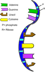 <p>Nucleic acid made of *ribonucleotides* (*ribose* sugars and adenine, *uracil*, cytosine, guanine bases)</p><p>- *Single stranded!*</p><p>- Has wider variety in function; involved with catalysis (rRNA, snRNA, ribozymes), protein creation (mRNA, tRNA, rRNA, miRNA, snRNA), and more</p>