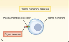 <p>- Bind to water-soluble ligands, does not cross plasma membrane</p><p>- Requires activation of second messenger system to carry out an intracellular response</p>