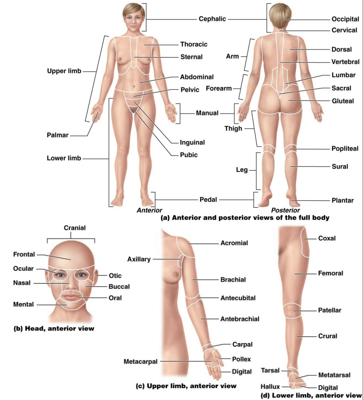 <p>The body can be divided into two regions:</p><ul><li><p>axial region, which includes head, neck and trunk</p></li><li><p>appendicular region, which includes upper and lower limbs</p></li></ul><p>Each broad region can be divided into several smaller regions</p><p></p>