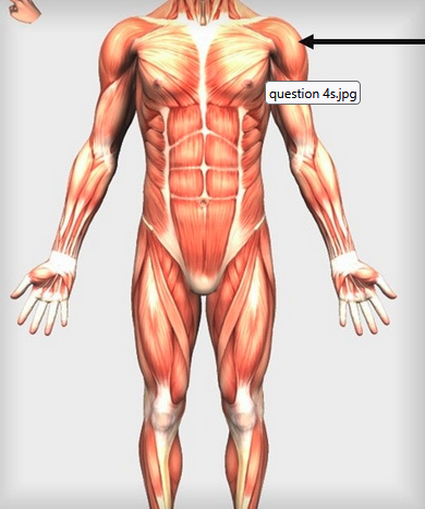 <p><span>Which of these muscles is indicated by the arrow?</span></p>