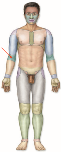 <p>what is this section called?</p>