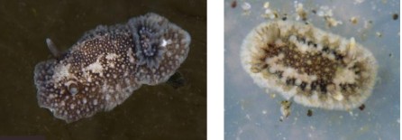 <p>eats barnacles, vary in color</p>